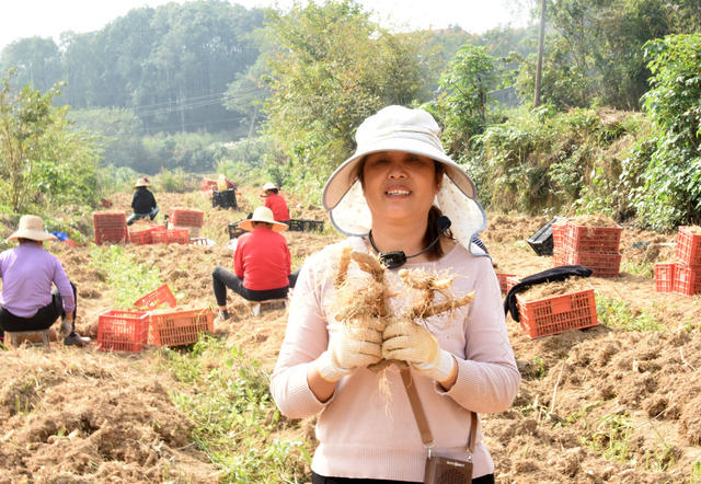 农业  药材种植  合作社  丘岗坡地  玉竹基地   采挖季  丰收季