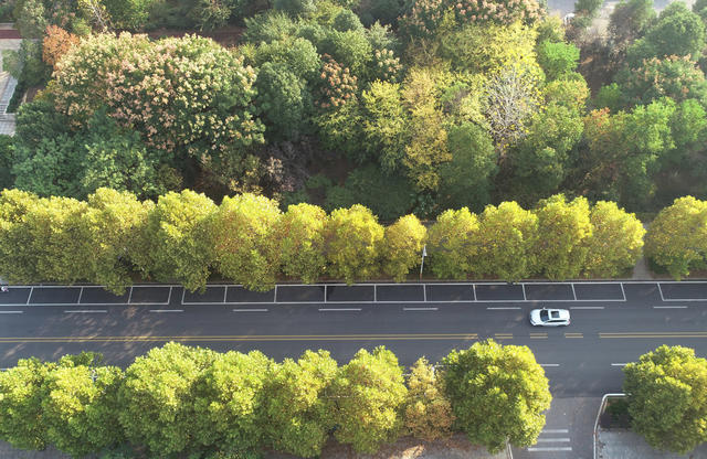 金秋时节  秋季  秋景  人居环境  城市景色  街道 