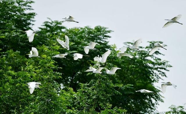 守护  千年  鸟道