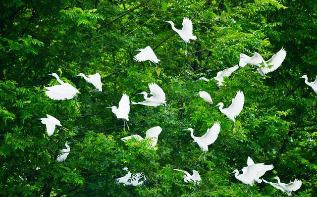 守护  千年  鸟道