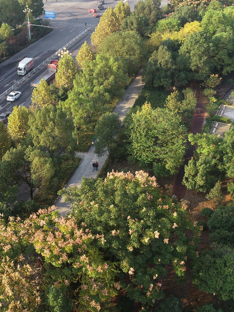 金秋时节  秋季  秋景  人居环境  城市景色  街道 