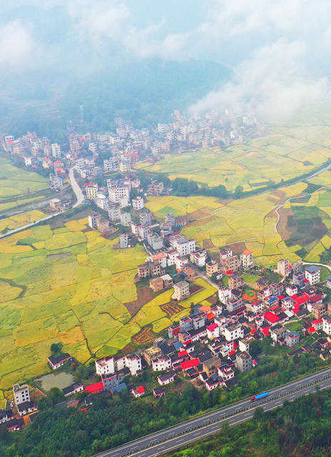 蓝山：晚稻收割季   乡村好“丰”光