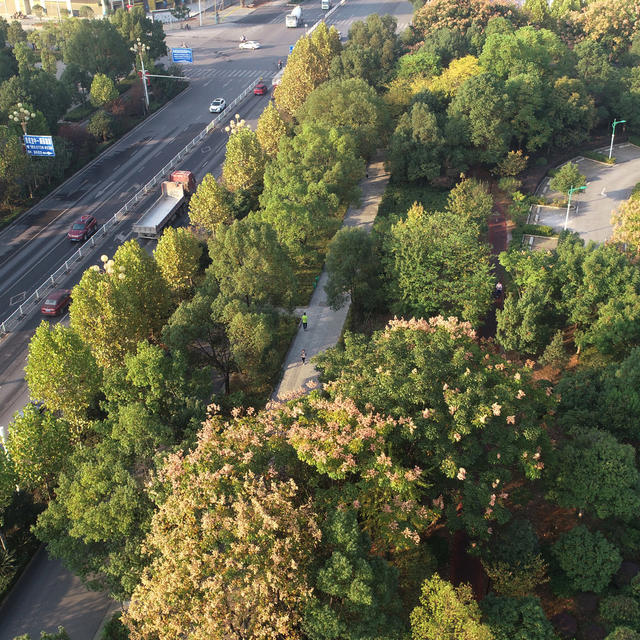 金秋时节  秋季  秋景  人居环境  城市景色  街道 