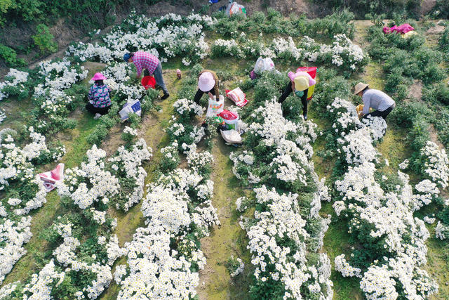 农业   种植业  药材种植   致富产业  菊花  采收加工
