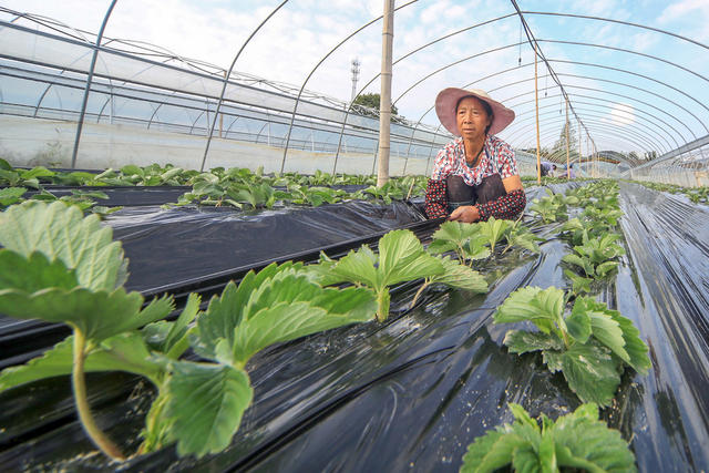 农事,草莓,管护,精品果蔬,休闲农业,乡村旅游,增收,