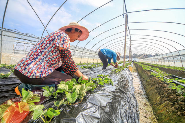 农事,草莓,管护,精品果蔬,休闲农业,乡村旅游,增收,