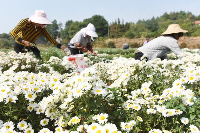 农业   种植业  药材种植   致富产业  菊花  采收加工
