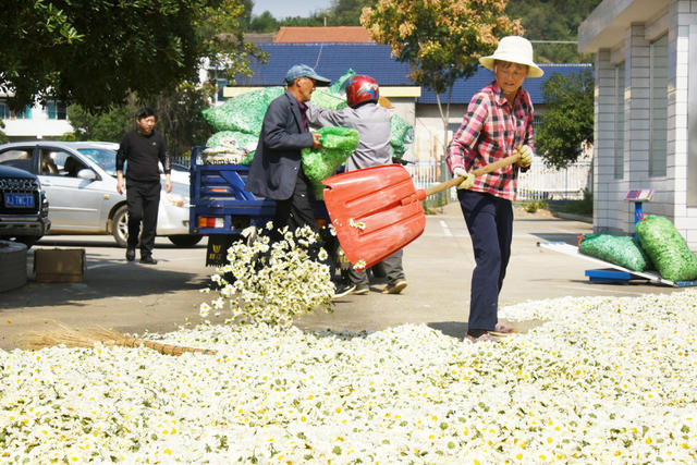 农业   种植业  药材种植   致富产业  菊花  采收加工
