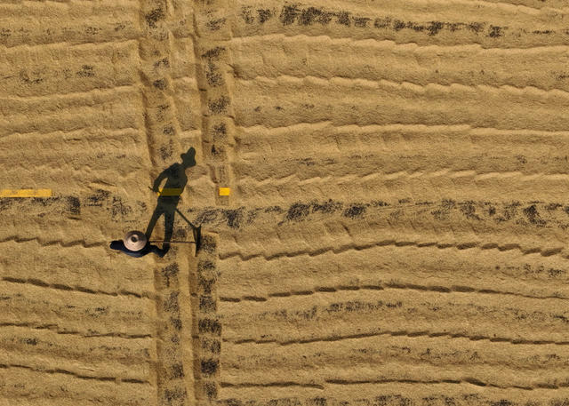 晚稻 丰收 收割