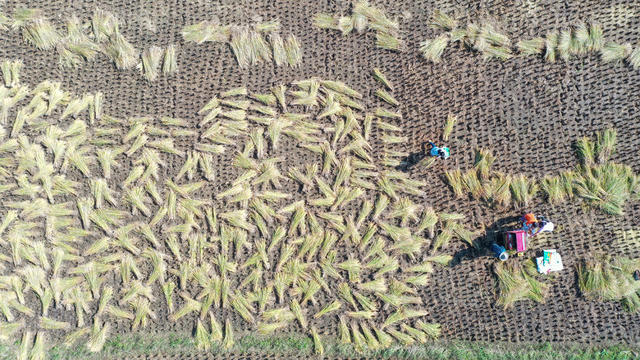 湖南 新田 晚稻 丰收 霜降