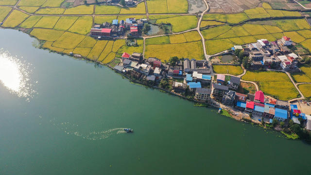 美丽乡村 美丽中国 晚稻 稻田 农村 丰收 金秋