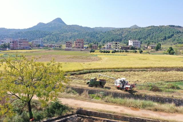 湖南 新田 晚稻 丰收 霜降