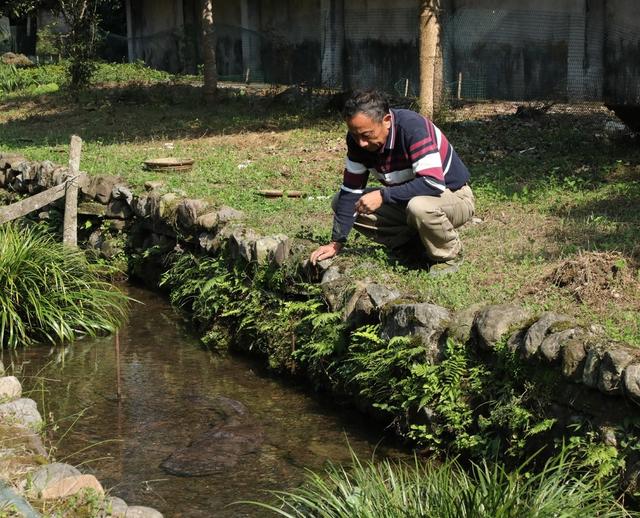 发展娃娃鱼养殖    铺就乡村致富路