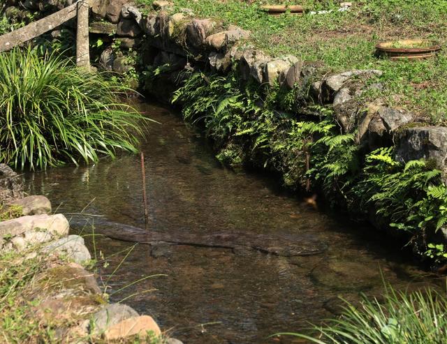 发展娃娃鱼养殖    铺就乡村致富路