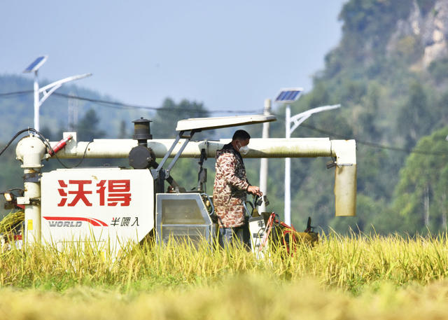 嘉禾：农技服务队  田间助秋收
