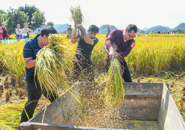 丰收
农耕
文化
晚稻