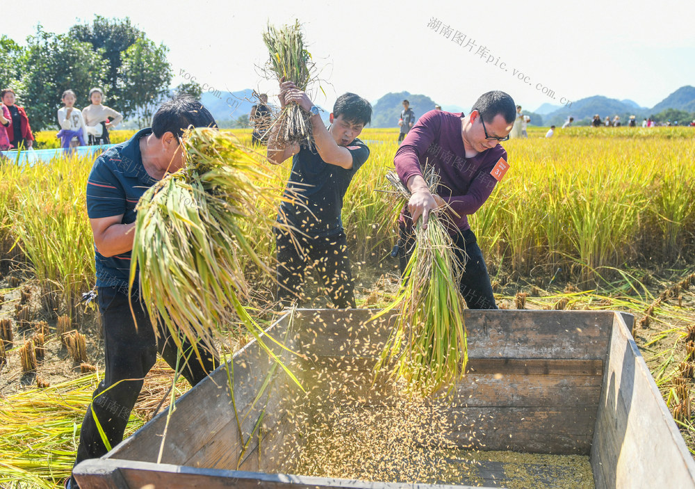 丰收
农耕
文化
晚稻