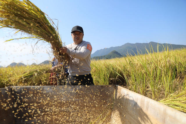 晚稻 收获