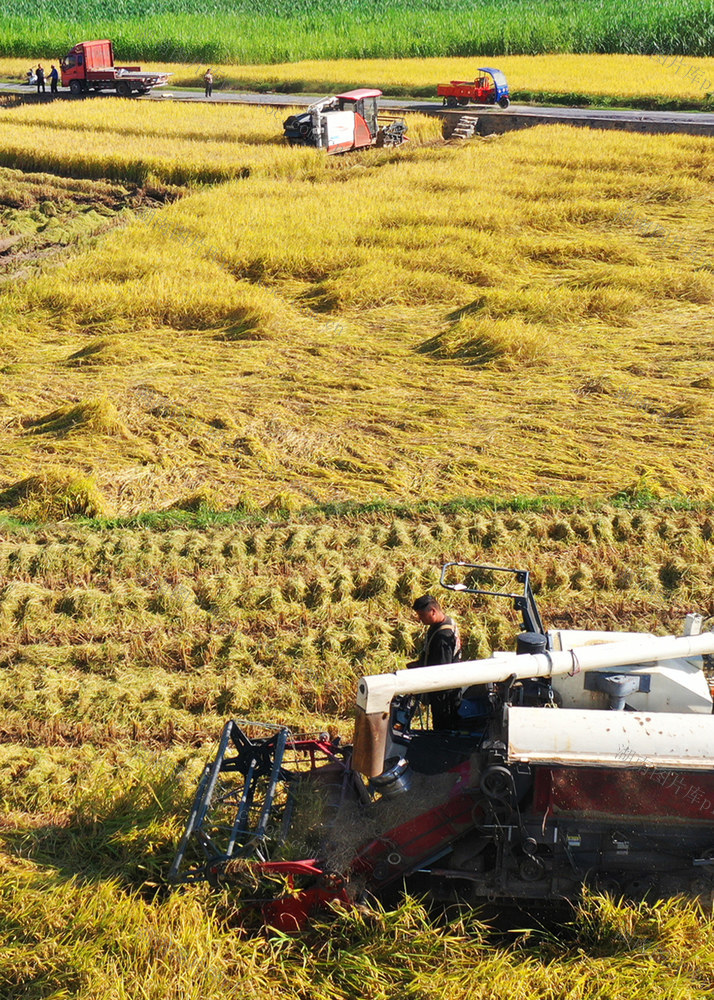 嘉禾：农技服务队  田间助秋收