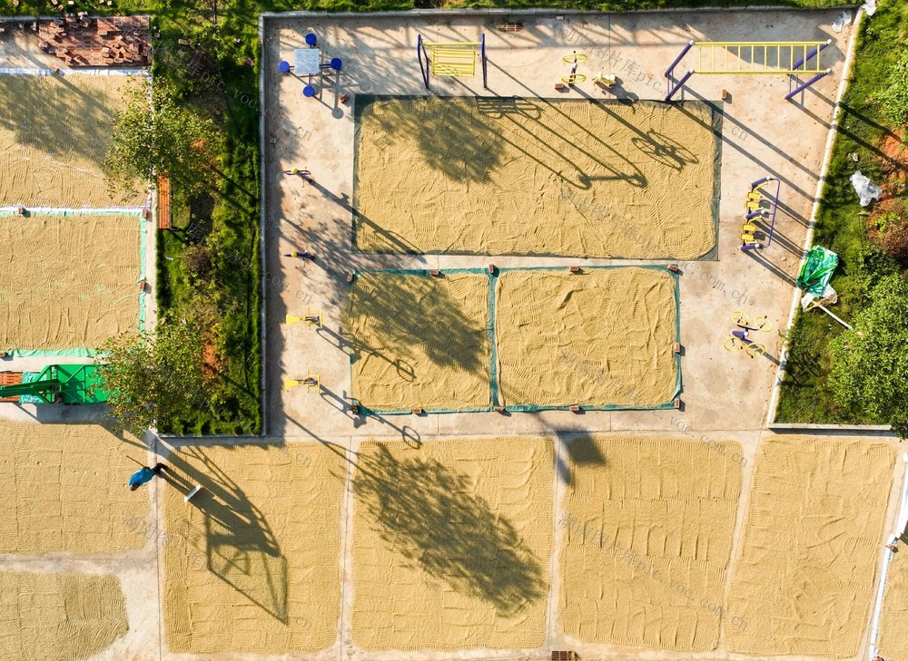 丰收
晚稻
金秋
道县