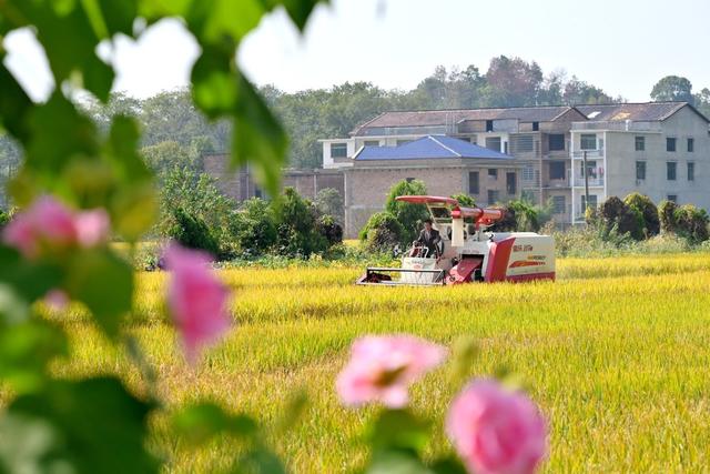 晚稻  丰收   金秋  农机  古建筑  金黄