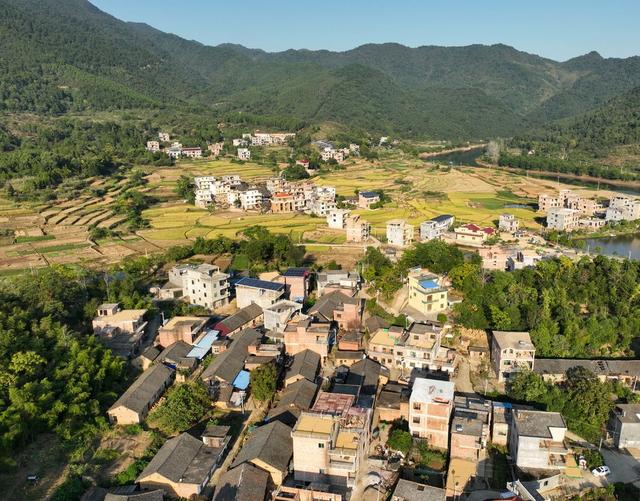 丰收
晚稻
金秋
道县