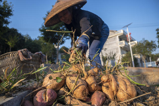 娄底娄星区 收获红薯 村民