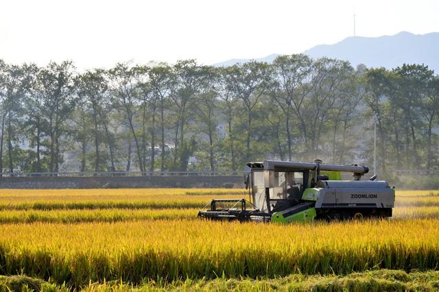 晚稻  丰收   金秋  农机  古建筑  金黄