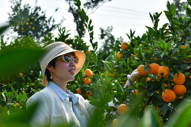 金秋十月，橘子飘香