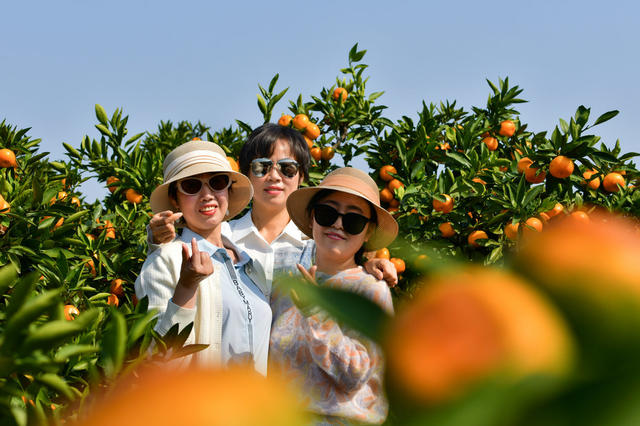 金秋十月，橘子飘香