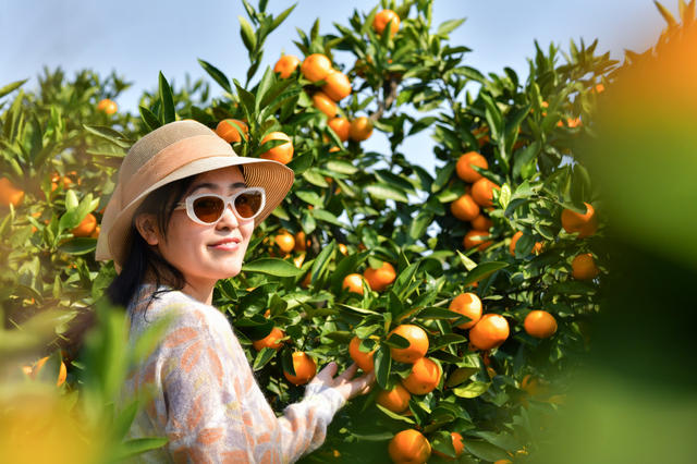 金秋十月，橘子飘香