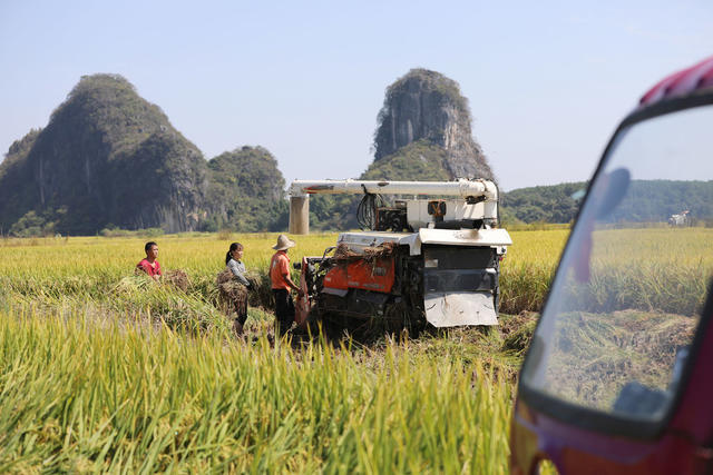 晚稻 收割 粮食