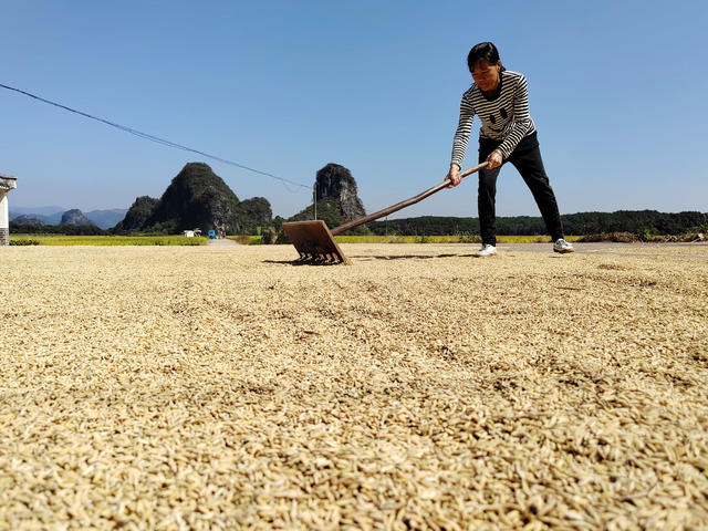 晚稻 收割 粮食
