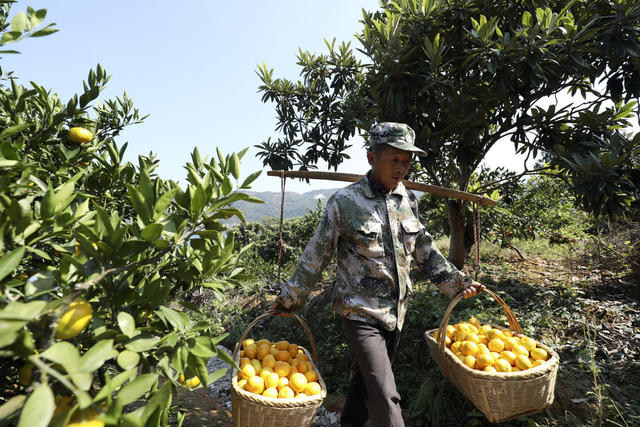 金秋时节 蜜橘丰收 农业产业 增收致富 乡村振兴 