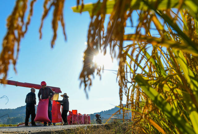 晚稻
收稻
田园
农业
农机
机械化