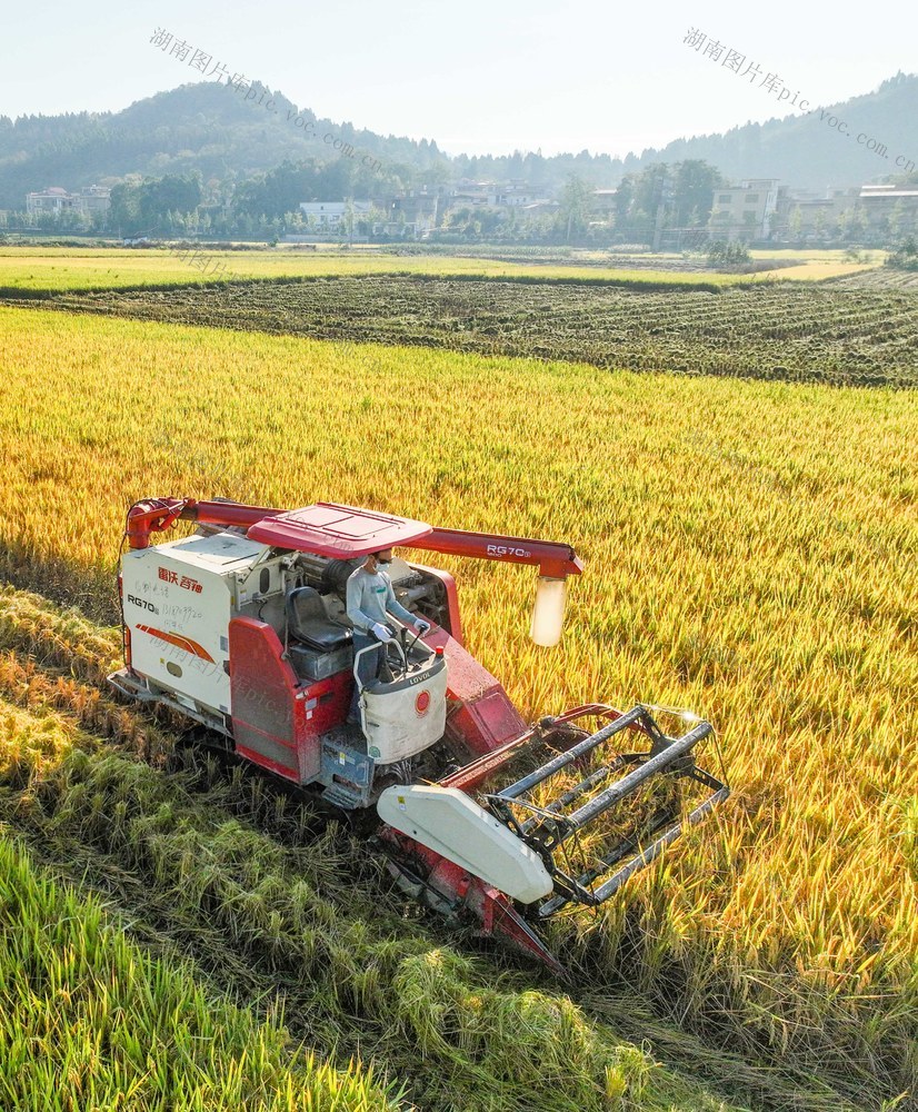 晚稻
收稻
田园
农业
农机
机械化