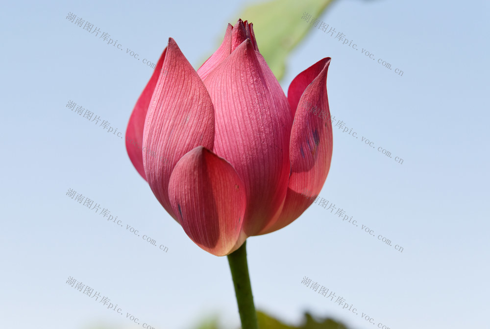 二十四节气  霜降  气候  深秋  荷塘  荷花