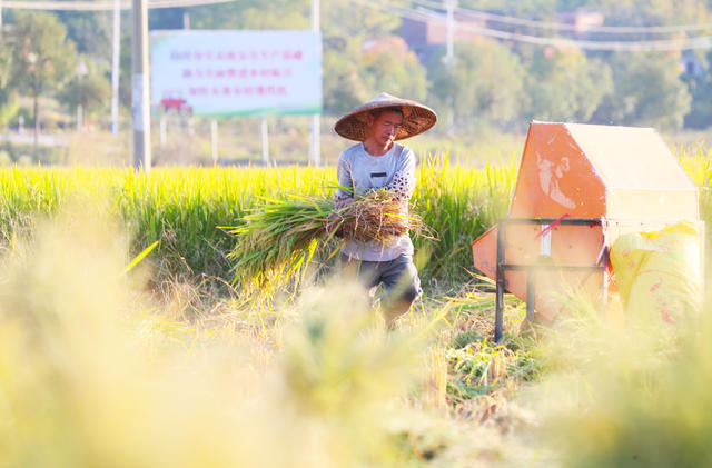 水稻  丰收  收割