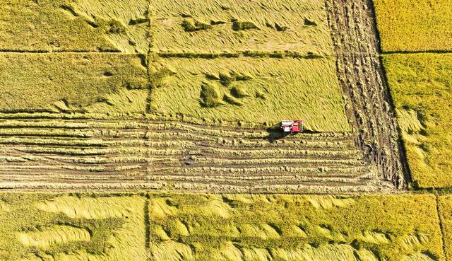重阳节、晚稻、收割
