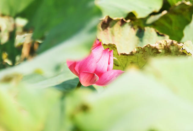 二十四节气  霜降  气候  深秋  荷塘  荷花