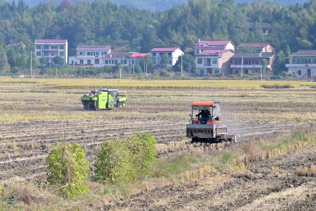 秋收  秋种  晚稻  油菜  金秋  粮食生产  农机