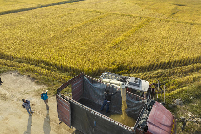 娄底经开区 霜降时节 忙收获 田间管护