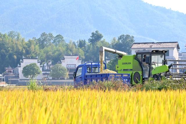 秋收  秋种  晚稻  油菜  金秋  粮食生产  农机