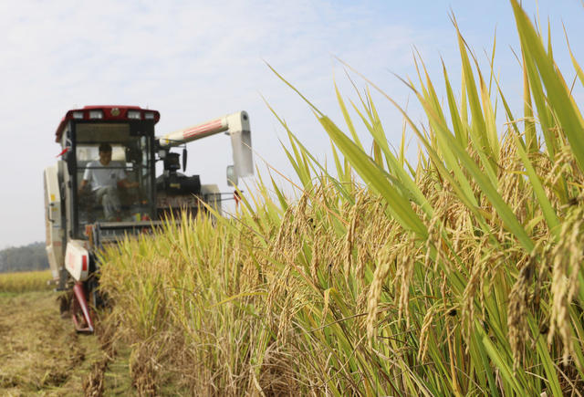 金秋 晚稻 收割