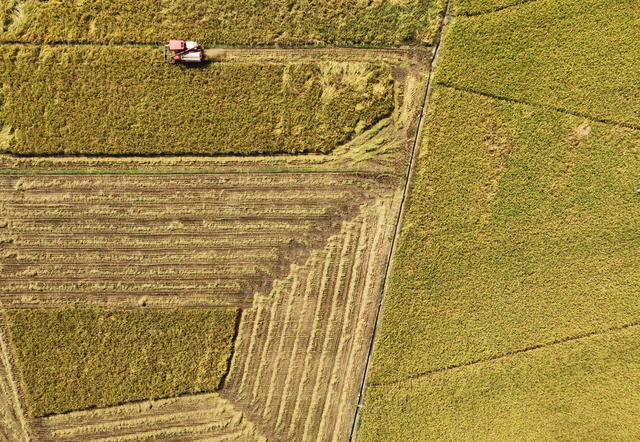 晚稻 收割 丰收  寒露 节气