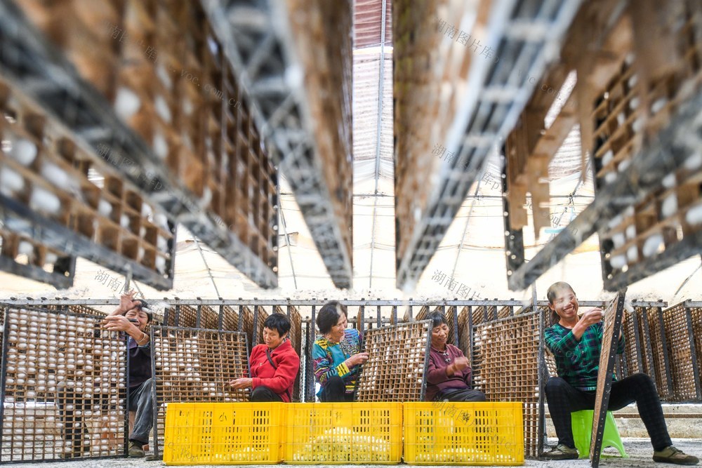 金秋
蚕茧
收获
农业
