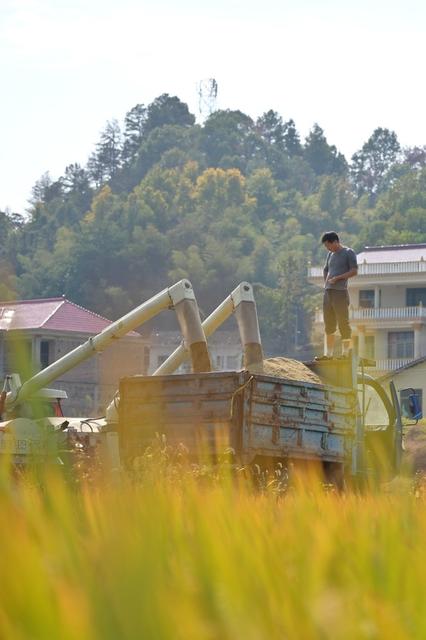 秋收  秋种  晚稻  油菜  金秋  粮食生产  农机