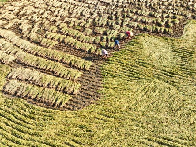 晚稻
霜降
金秋
农业
农村