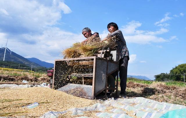 霜降到   农事忙