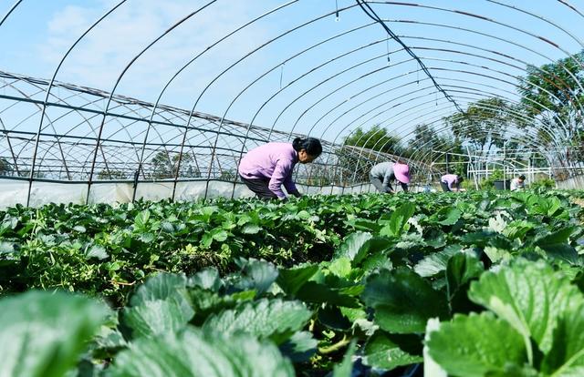 霜降到   农事忙